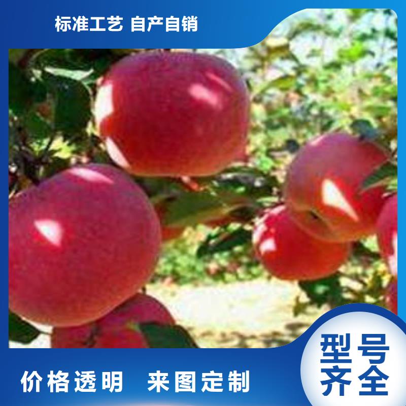 紅富士蘋果-嘎啦蘋果廠家直銷貨源充足交貨準(zhǔn)時