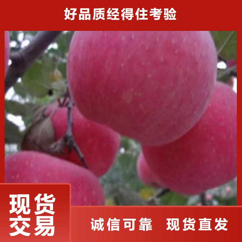 紅富士蘋果蘋果種植基地現貨直供優選貨源