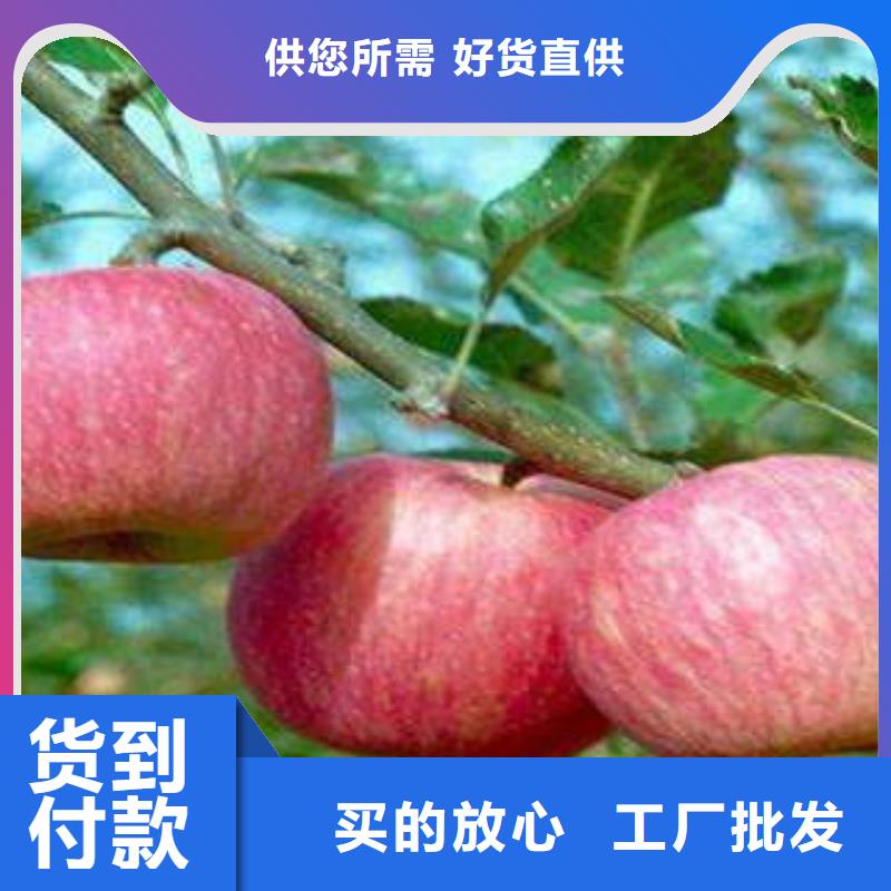 【紅富士蘋果】蘋果種植基地買的放心安興用的舒心老品牌廠家