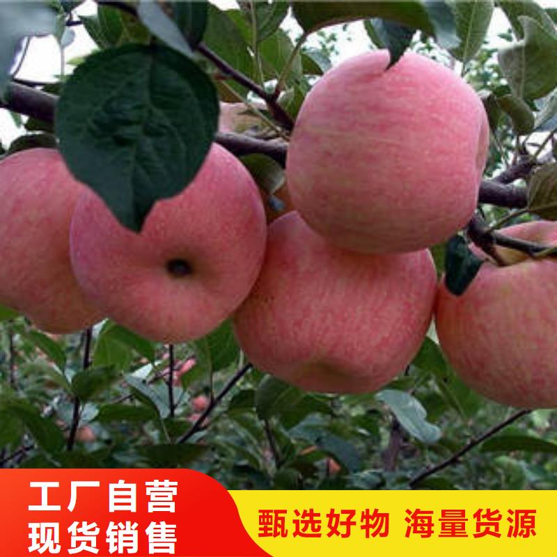 紅富士蘋果【嘎啦果】大品牌值得信賴同城經銷商