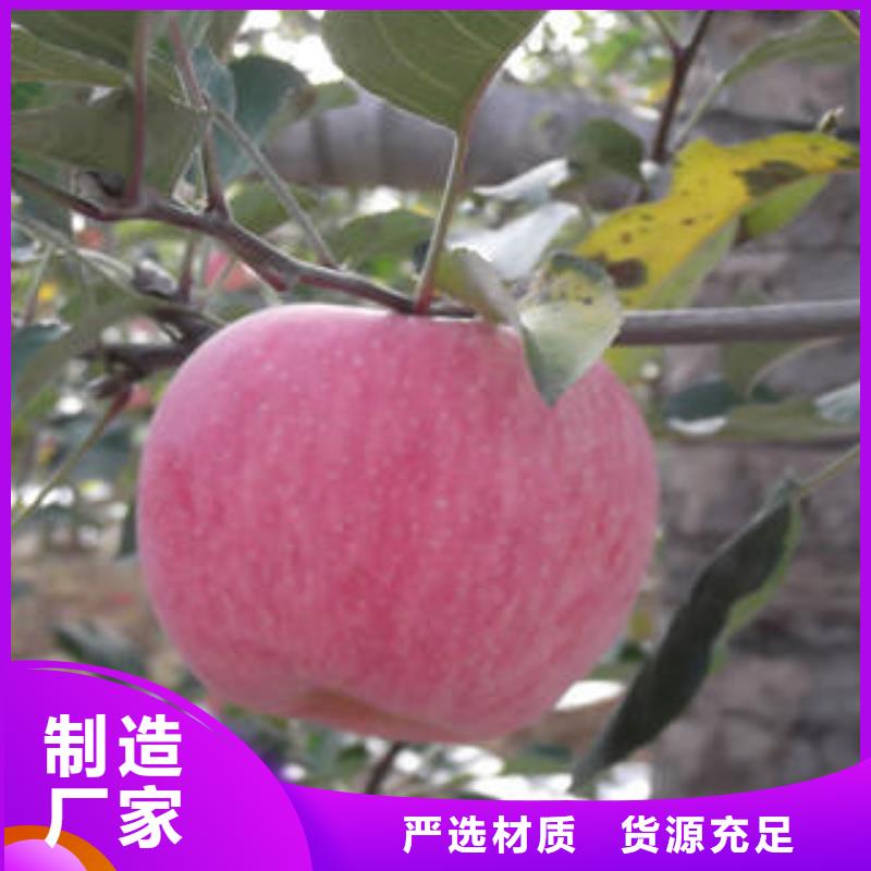 紅富士蘋果【嘎啦蘋果】規格型號全本地供應商