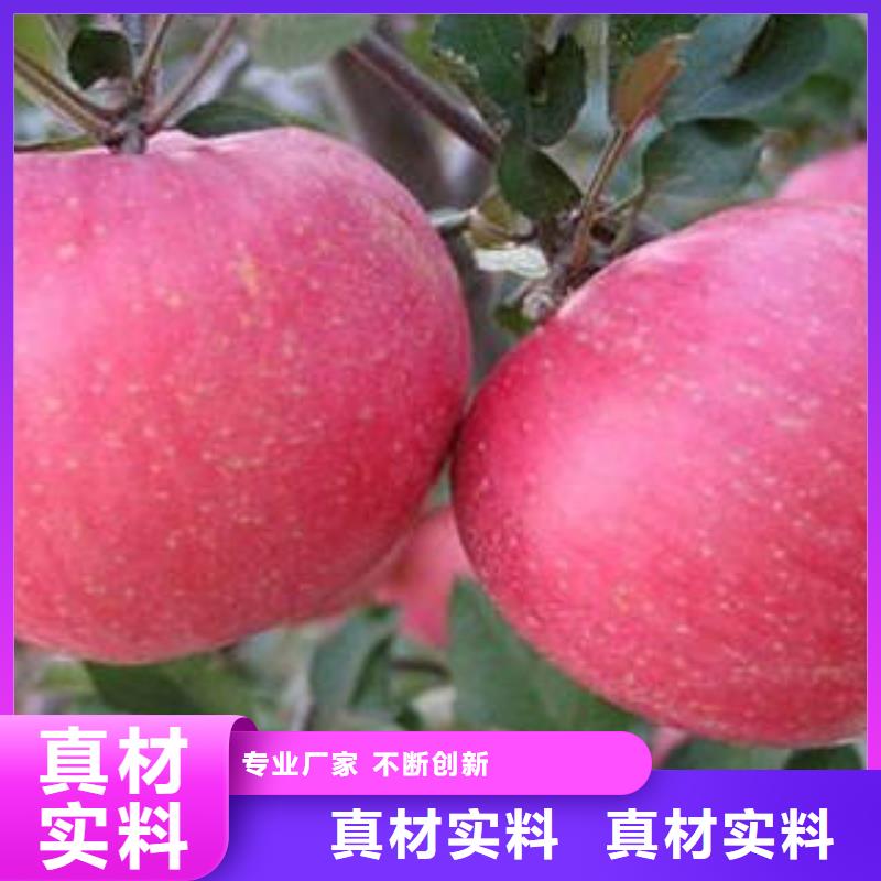 紅富士蘋果嘎啦蘋果優質貨源多種規格供您選擇