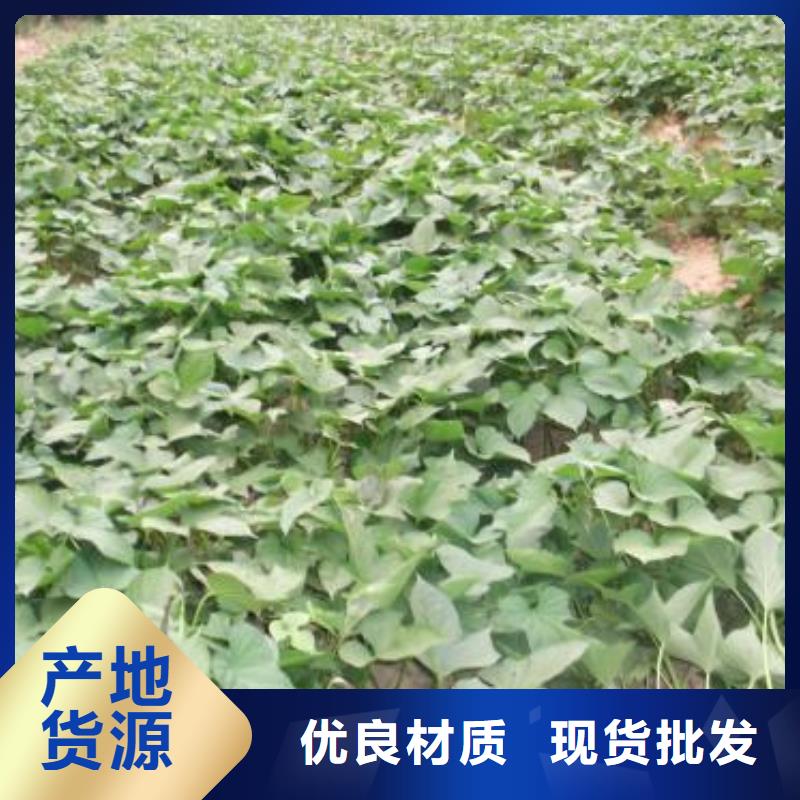 紫薯苗羽衣甘藍粉專業的生產廠家本地供應商