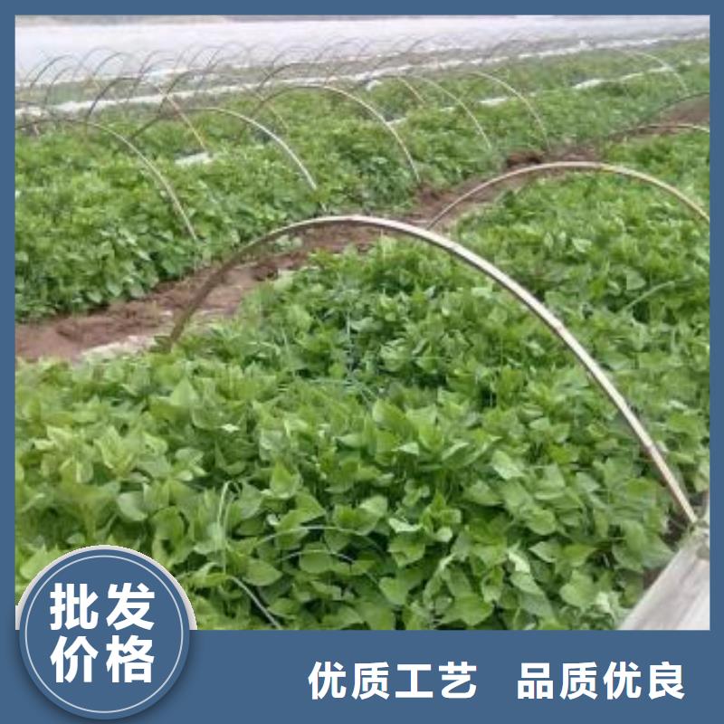 【紫薯苗紫薯雪花片嚴選用料】同城生產廠家