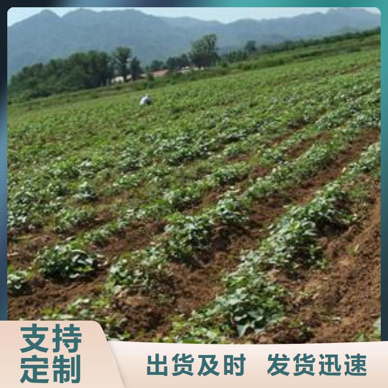 【紫薯苗】羽衣甘藍(lán)粉現(xiàn)貨齊全售后無(wú)憂同城生產(chǎn)廠家