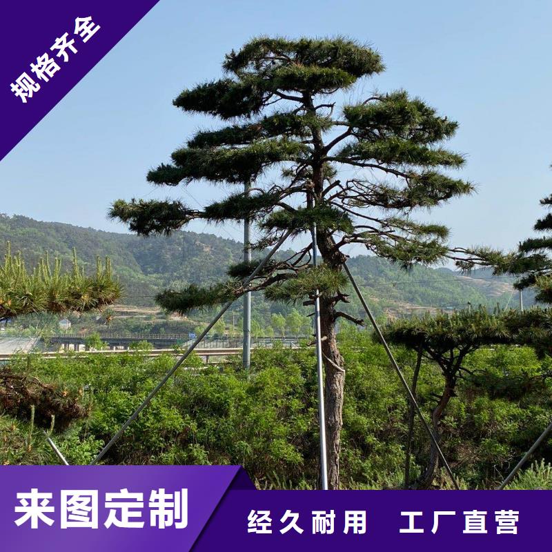 【造型松-造型松苗木自產自銷】送貨上門