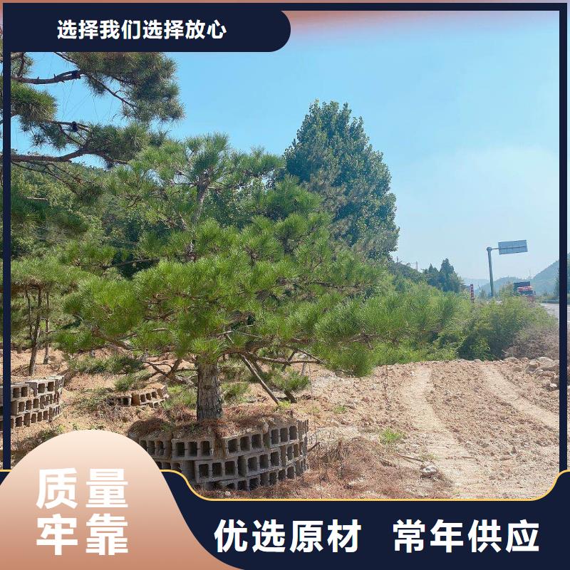 造型松造型松基地品質優良廠家供應