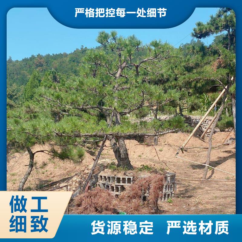 造型松造型松價格材質實在產地工廠