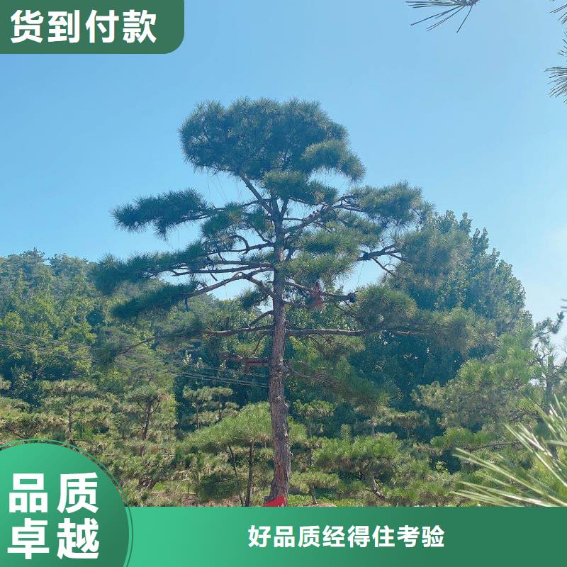 造型松_造型松價格出廠嚴格質檢無中間商廠家直銷