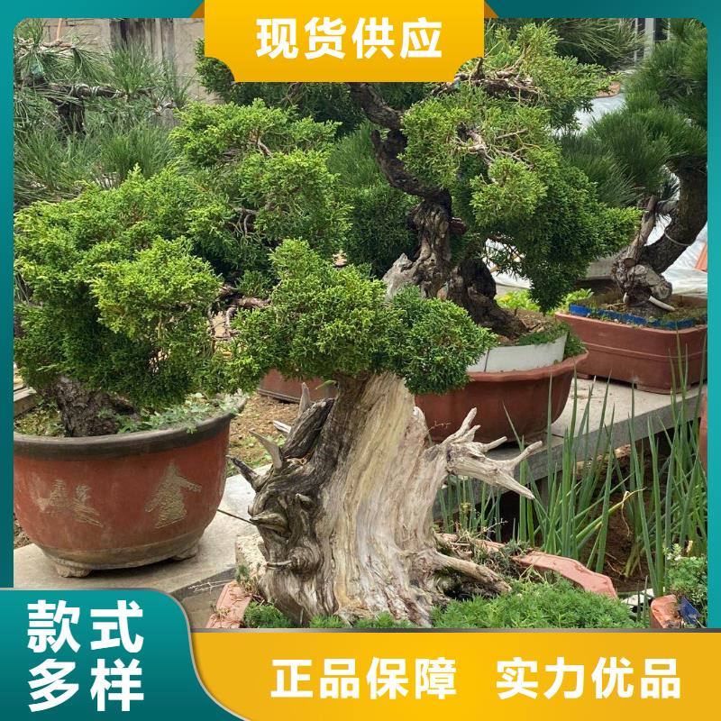 造型松迎客松工廠價格當地貨源