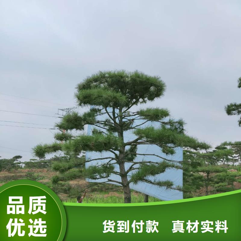 【造型松造型油松信譽至上】快速物流發貨