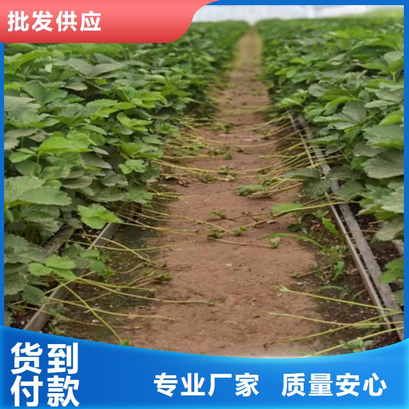 【草莓苗】香椿树苗诚信商家工厂直营