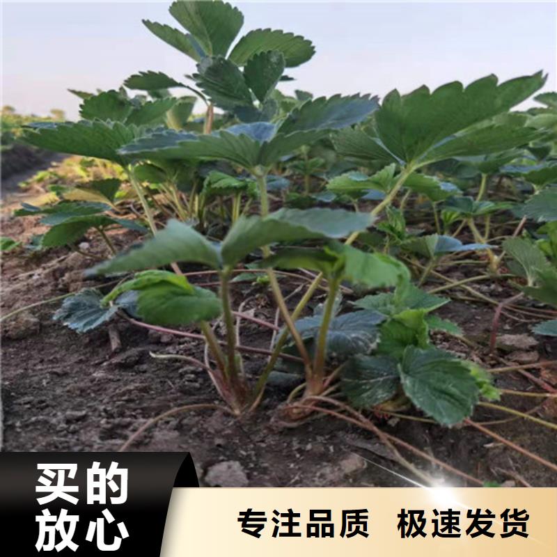 【草莓苗】,大棚草莓苗品质无所畏惧专业厂家