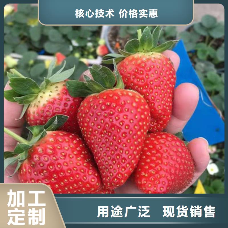 草莓苗大棚草莓苗值得信赖生产厂家