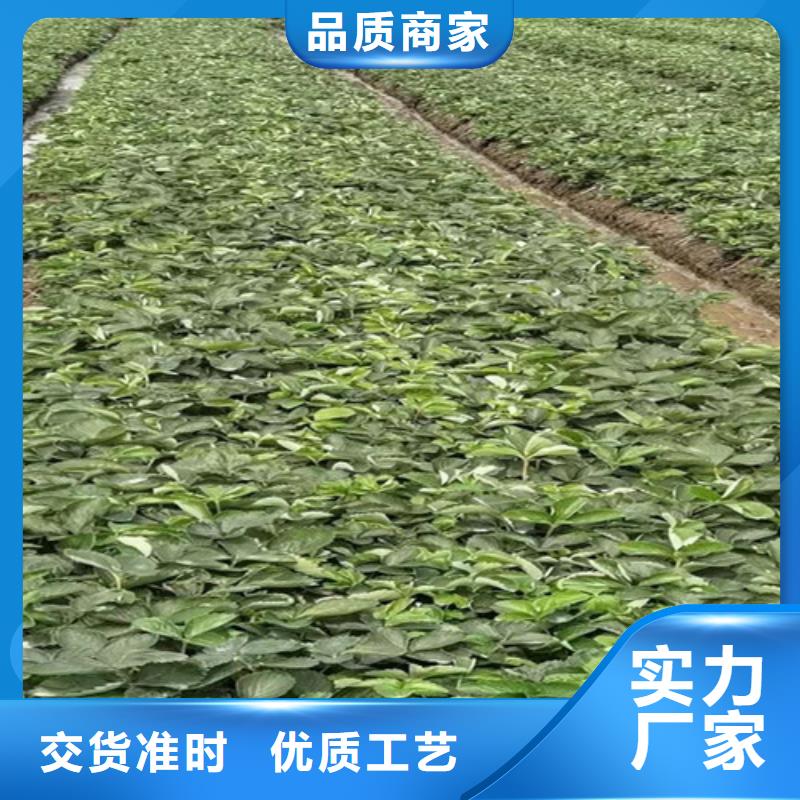 草莓苗-油桃苗按需定制专业供货品质管控