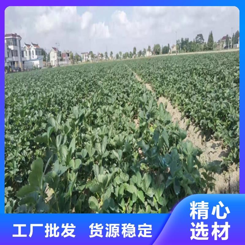 草莓苗水蜜桃苗厂家直销规格多样附近公司