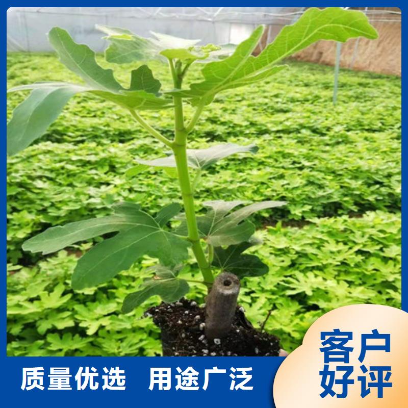 无花果核桃苗量少也做货源足质量好