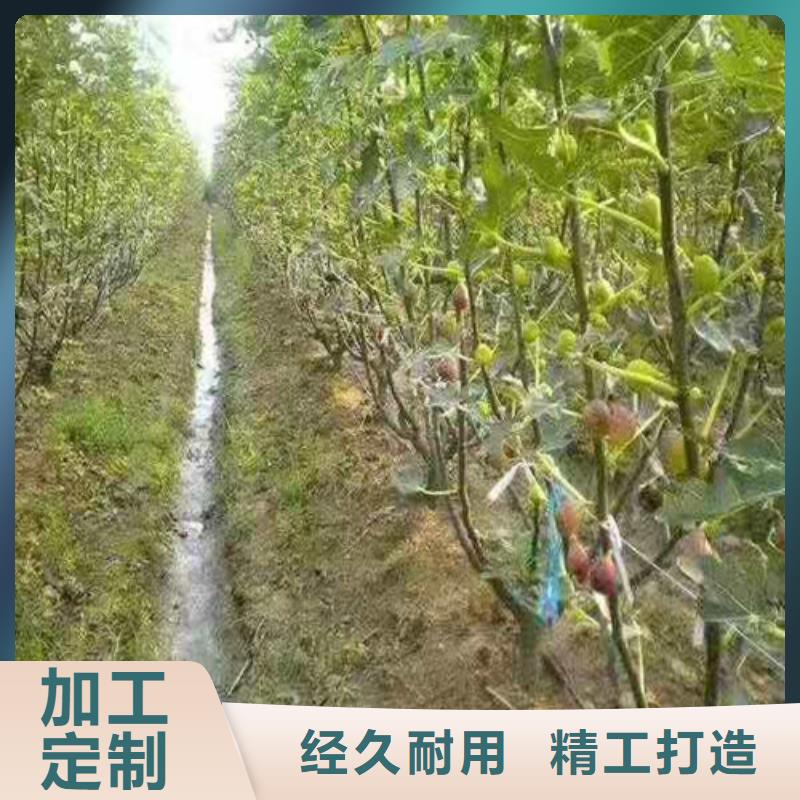 无花果花椒苗一站式供应厂家按需设计