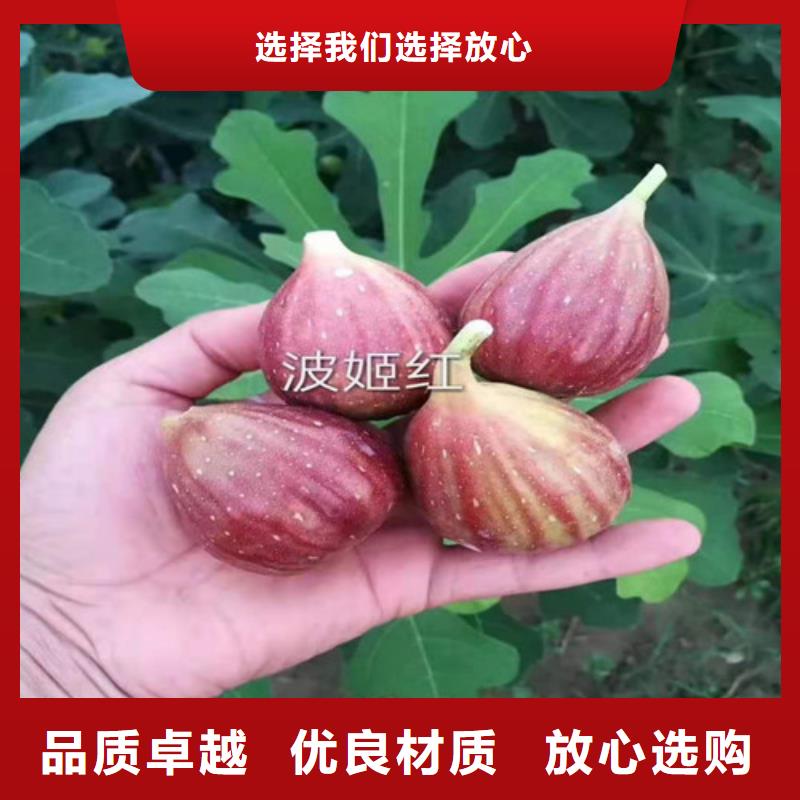 無花果桃樹苗產地直銷專業按需定制