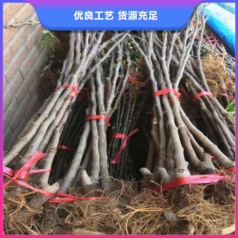 无花果_西瓜苗生产安装附近厂家