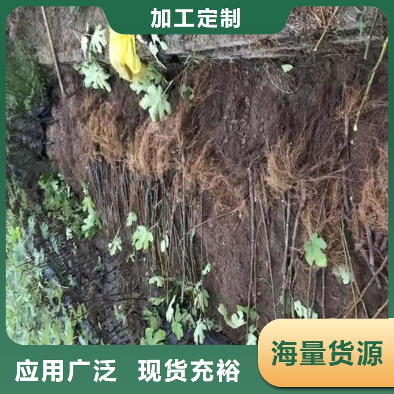 无花果【大棚草莓苗】实体厂家大量现货现货直发