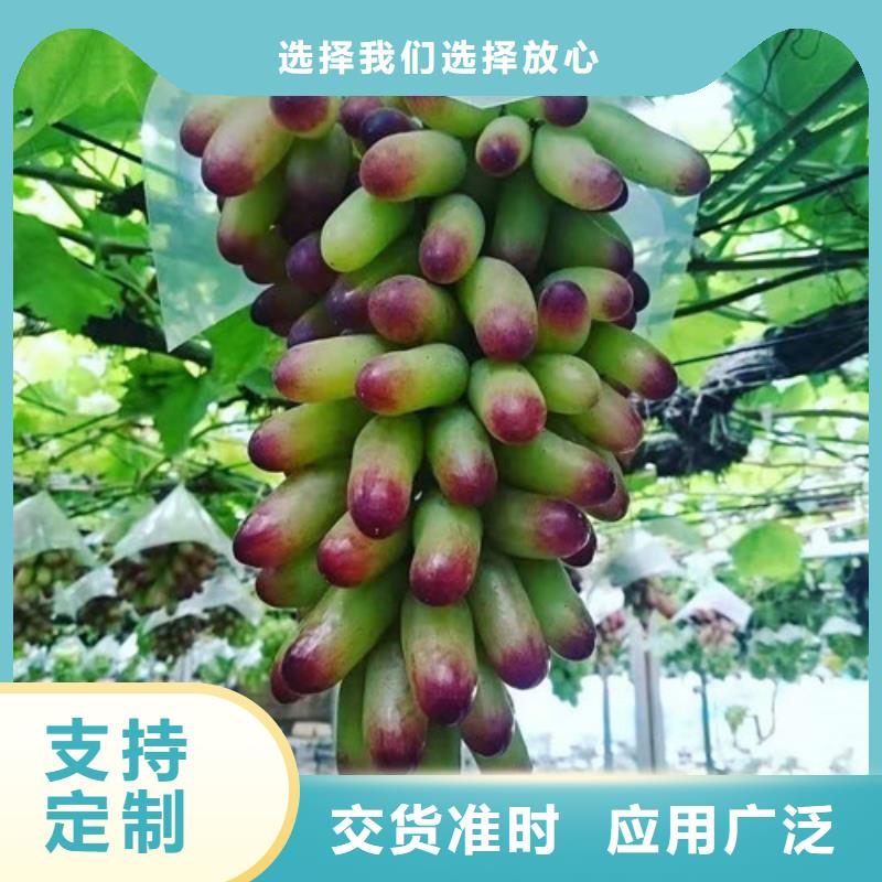 【葡萄樱桃树苗当地厂家值得信赖】同城货源