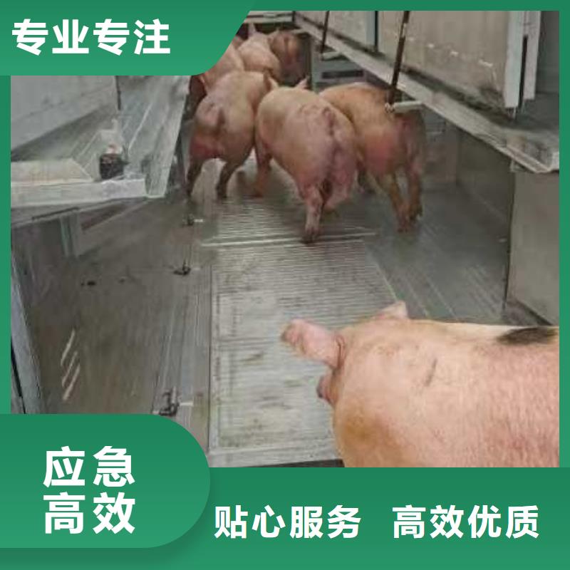 宿遷市泗洪到種豬空調(diào)車(chē)運(yùn)輸管理規(guī)范當(dāng)?shù)胤?wù)商