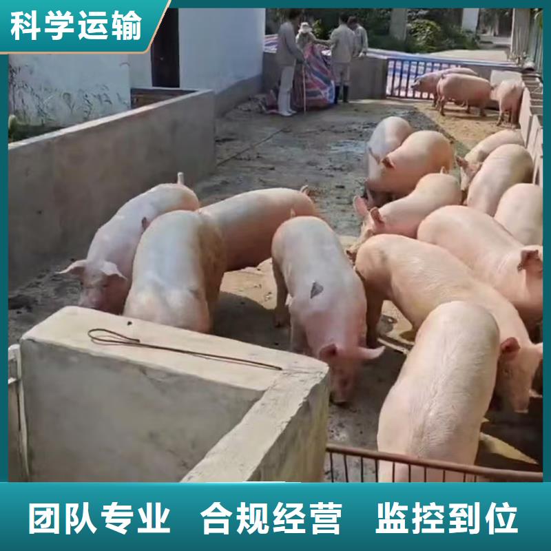 宿遷市到生豬物流天天發(fā)車(chē)本地供應(yīng)商