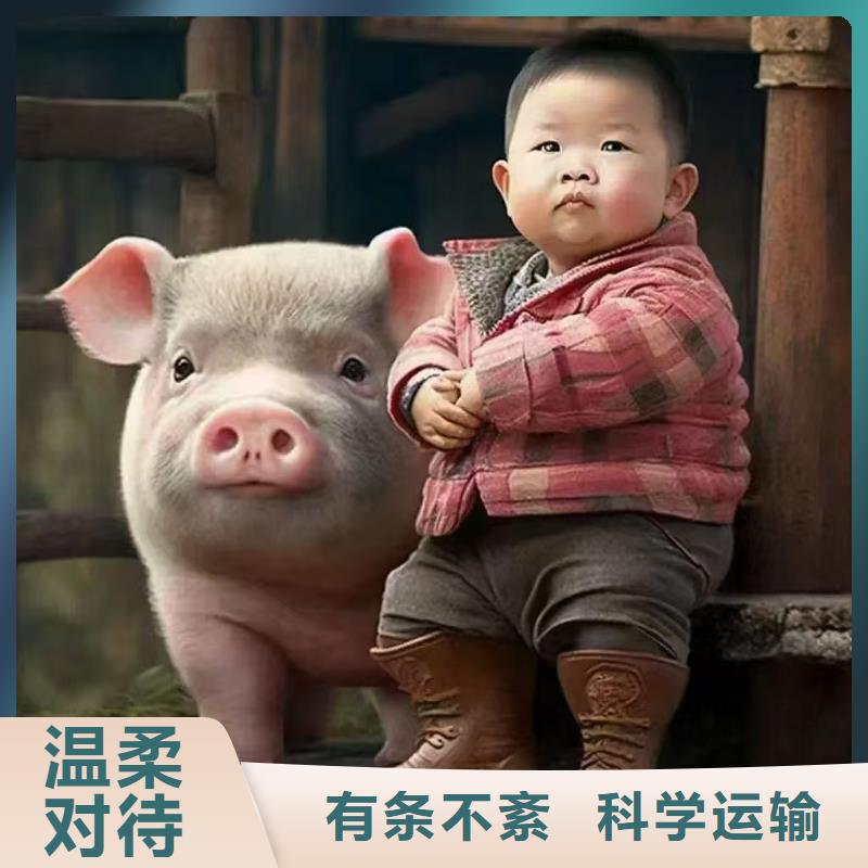 到農(nóng)牧物流應(yīng)急供應(yīng)采購(gòu)