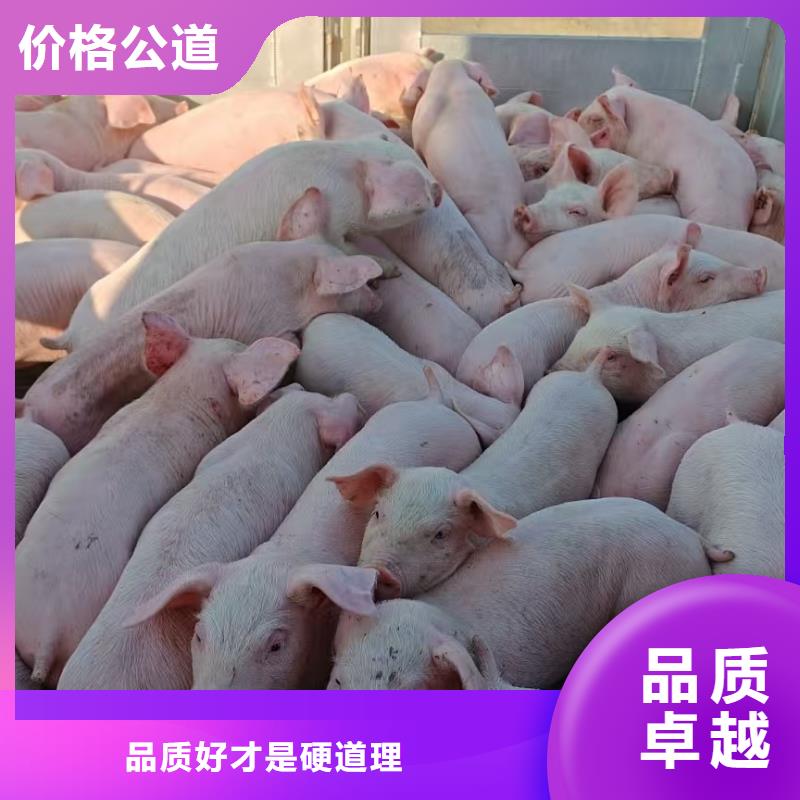 宿遷泗洪到黔南豬牛羊運輸-恒溫車收費合理