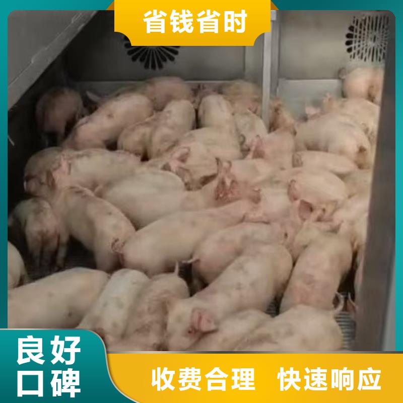 淮南至仔猪运输空调车技术可靠本地供应商