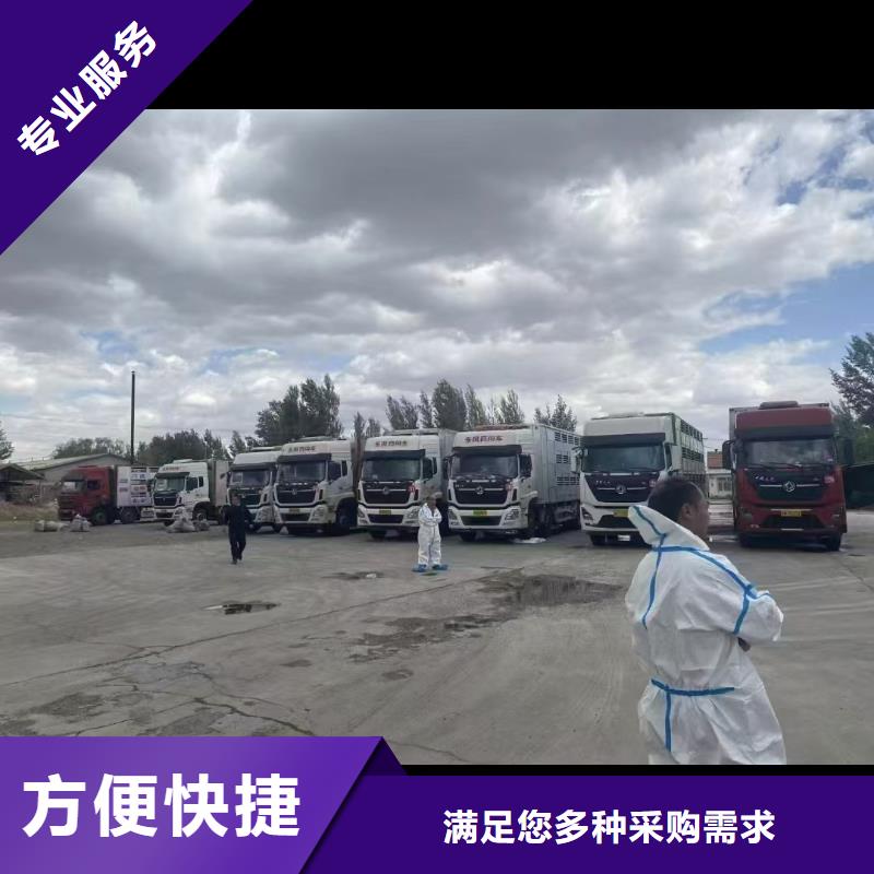 宿遷到克拉瑪依生豬運(yùn)輸優(yōu)質(zhì)