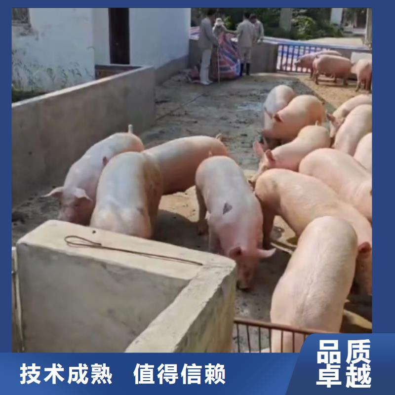 常州到自貢高欄車肥豬運輸-專用車裝卸