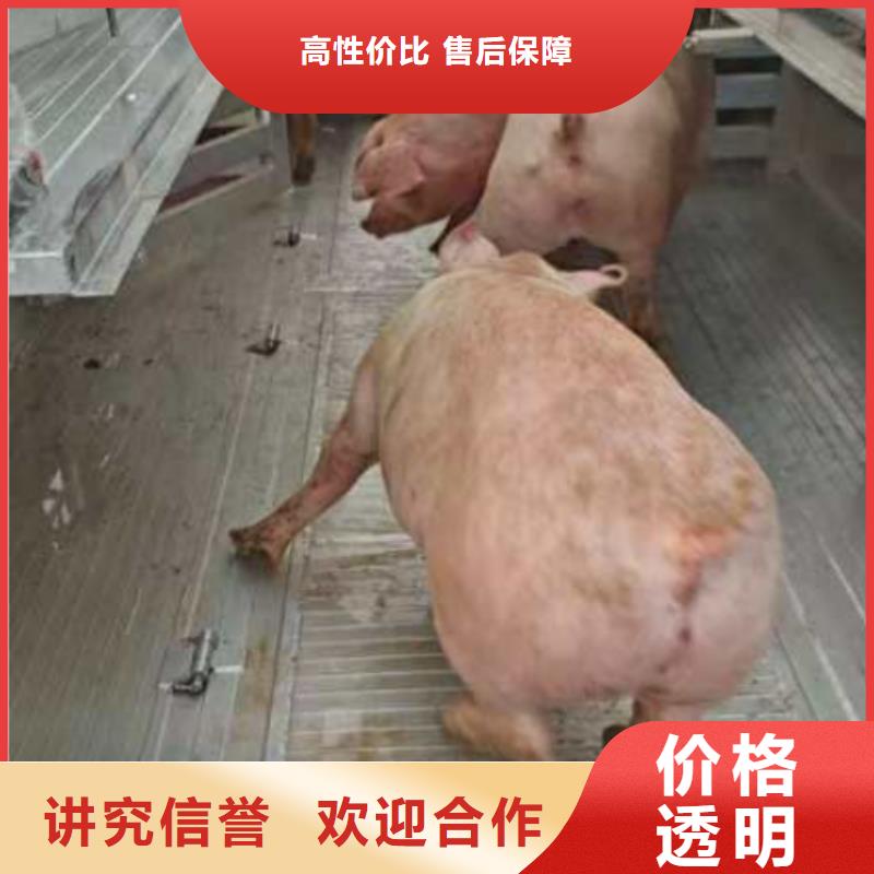 常州到重慶豬籠車運輸-恒溫車匠心品質