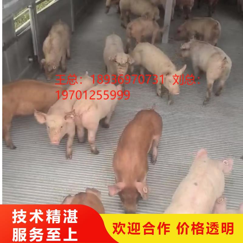 泗陽(yáng)到南通仔豬運(yùn)輸