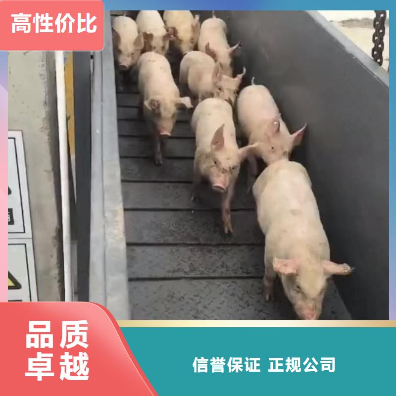 泰州到六盤水活禽物流-空調車好評度高