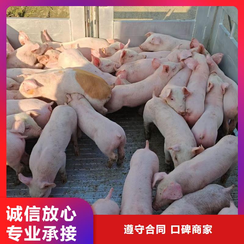 ?宿遷到南通仔豬運(yùn)輸