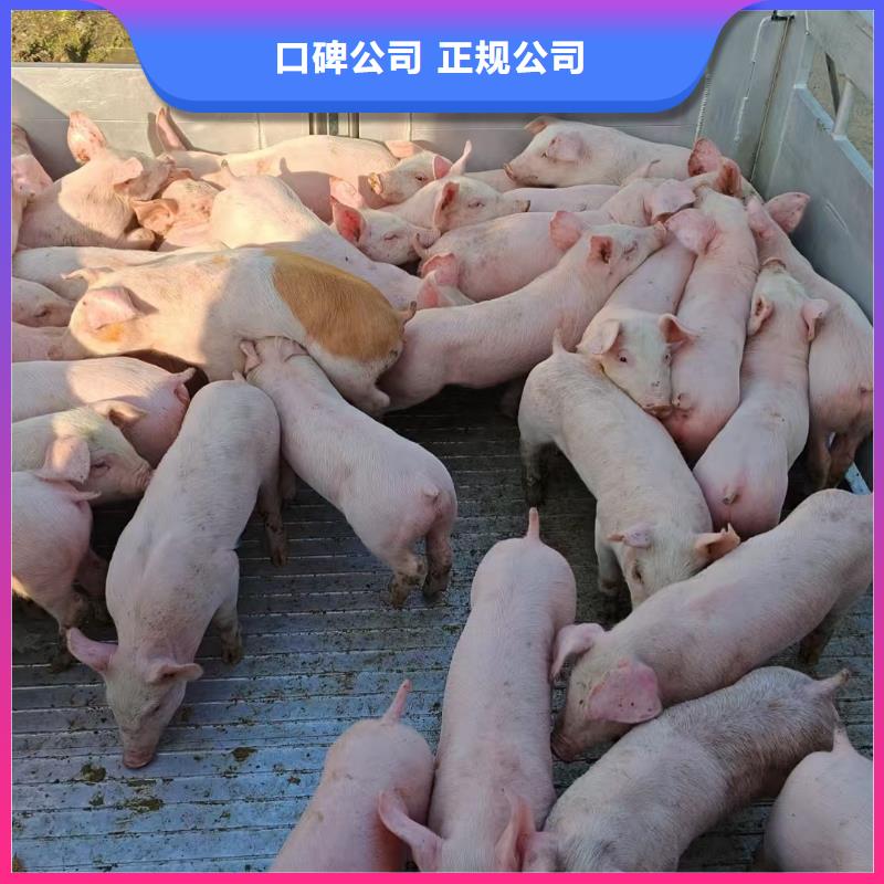 鹽城到湖北畜禽運輸-空調車快捷