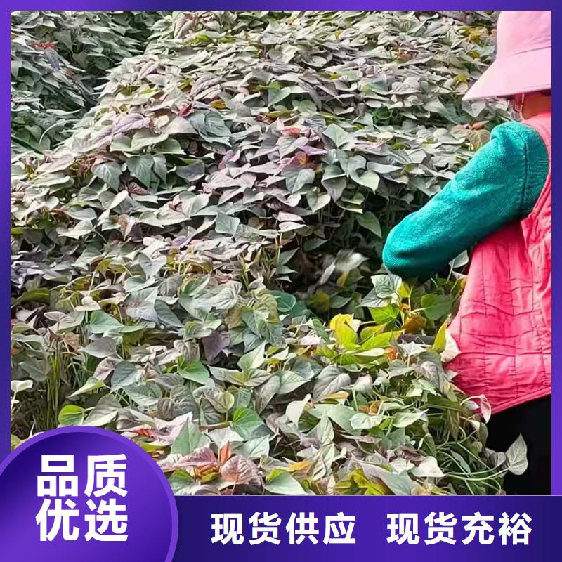 【紫薯苗】羽衣甘藍粉貨源充足用心制作