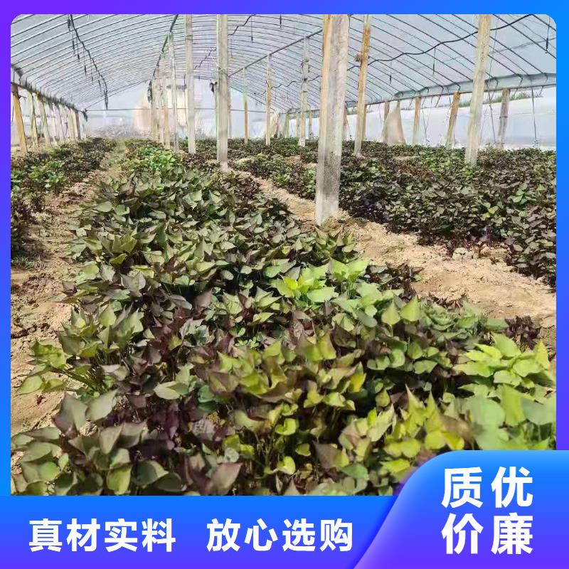 紫薯苗羽衣甘藍(lán)粉質(zhì)量層層把關(guān)源頭廠家