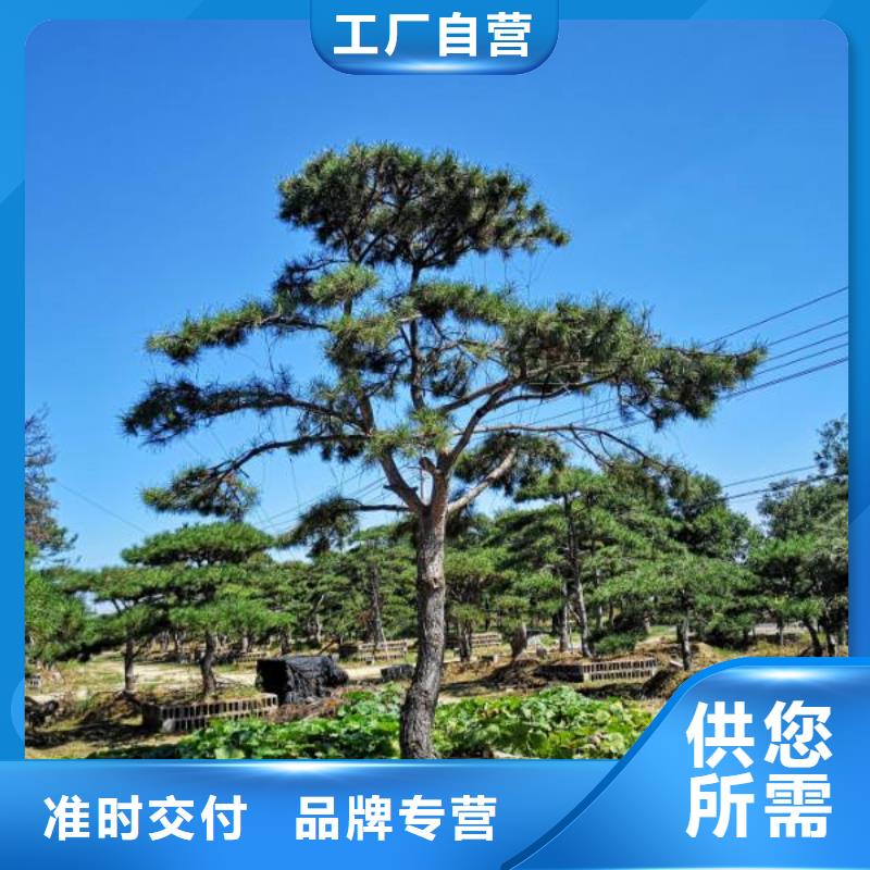 造型松產(chǎn)地直供當(dāng)?shù)貜S家