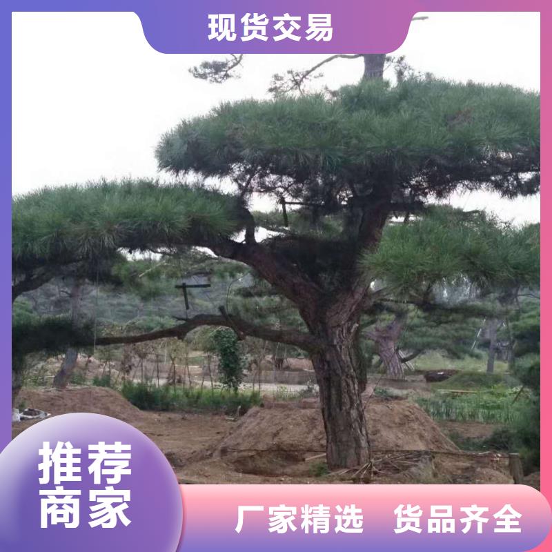 【造型松品質保障售后無憂】精心打造