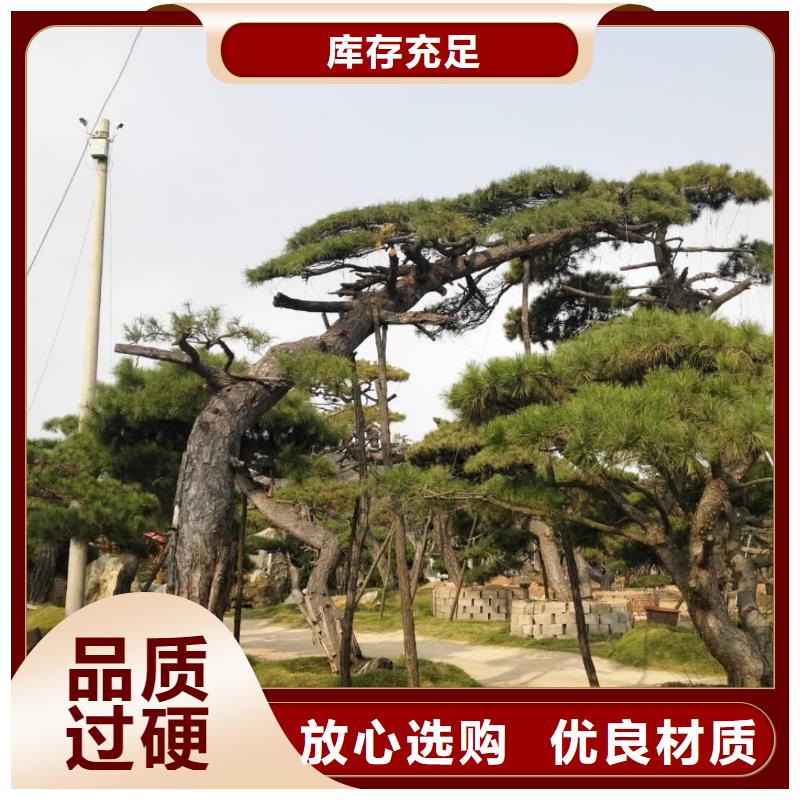 造型松造型松價格支持定制批發本地廠家