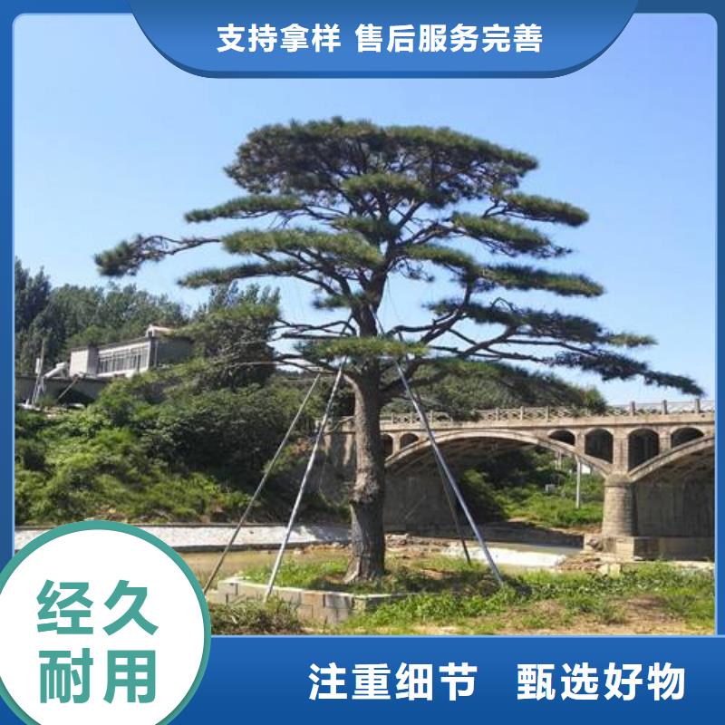 造型松-造型油松實拍品質保障大庫存無缺貨危機