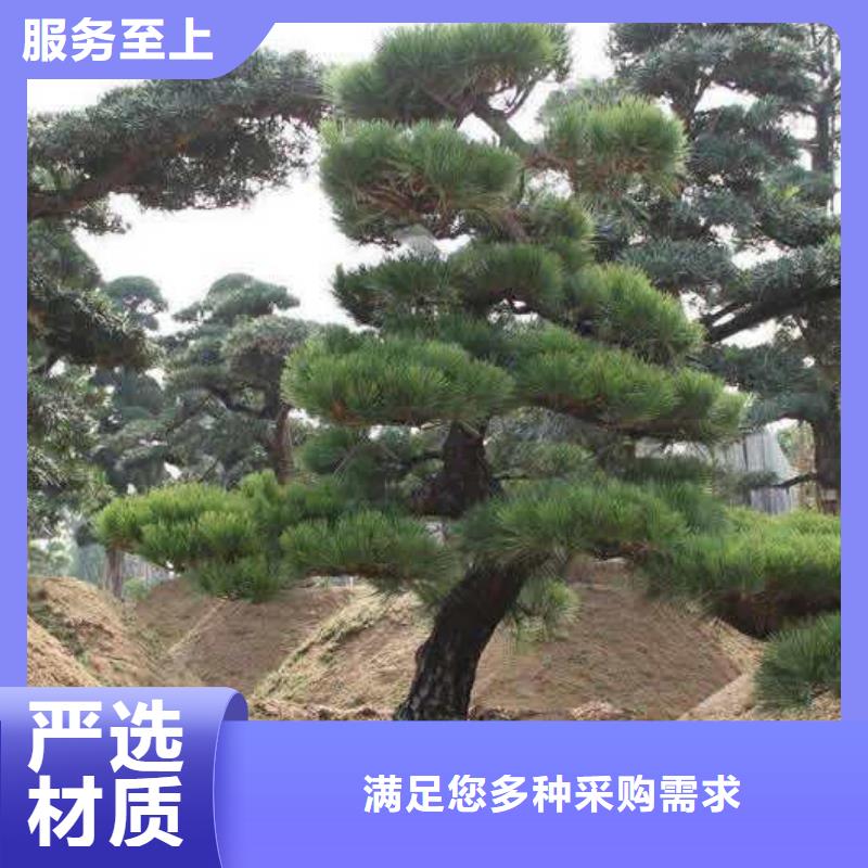 【造型松品質(zhì)保障售后無憂】用心經(jīng)營