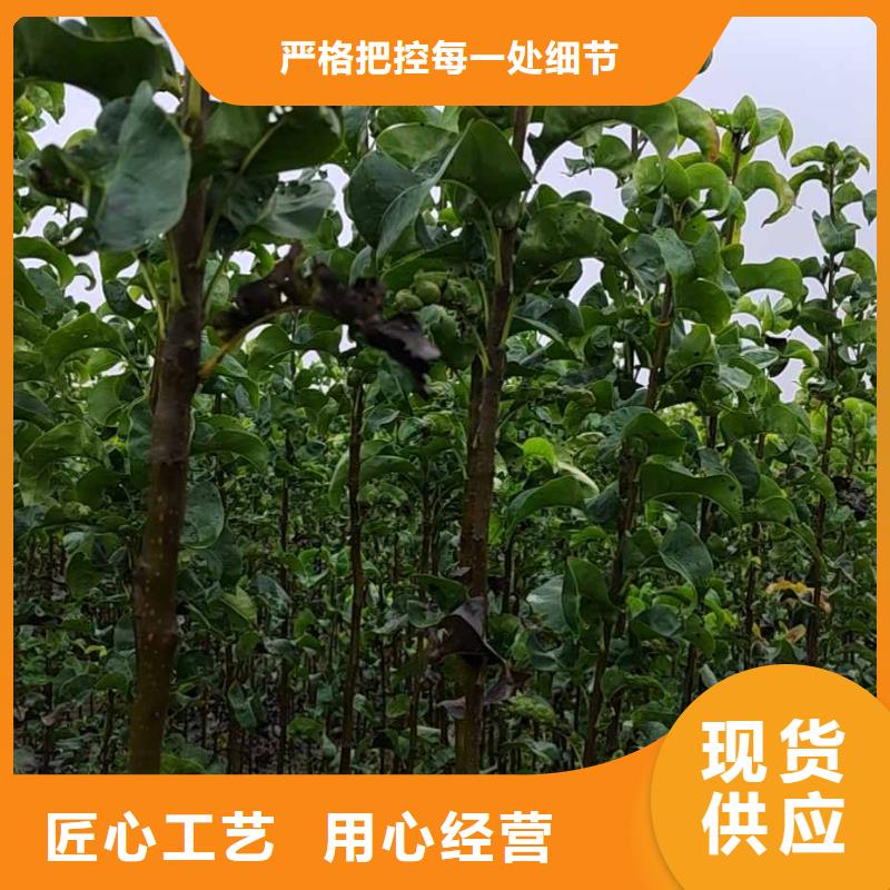 梨梨树苗基地敢与同行比质量同城生产厂家