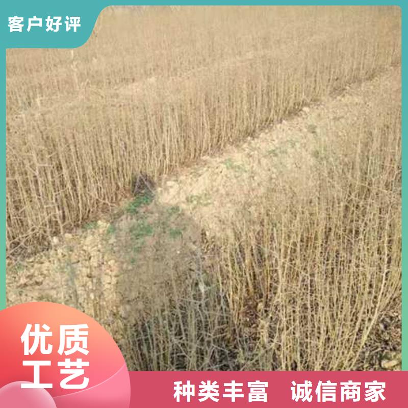 杜梨杜梨苗精工打造工程施工案例