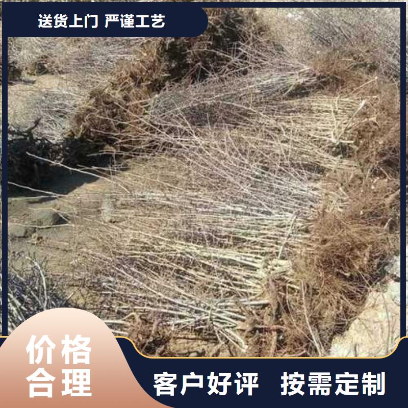 【杜梨-梨树苗基地厂家直销】附近公司