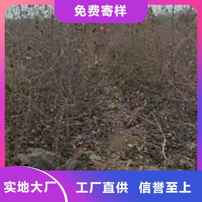 杜梨_杜梨苗欢迎来电咨询免费安装