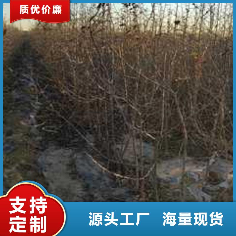 杜梨山桃苗专业信赖厂家当地厂家